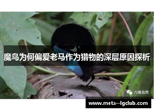 魔鸟为何偏爱老马作为猎物的深层原因探析